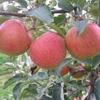 apples on leaf street.jpg